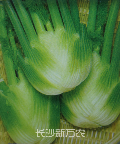 球莖茴香