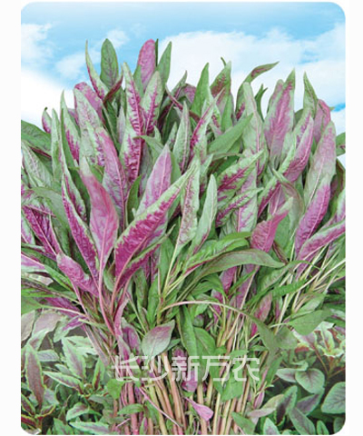 紅柳葉莧菜