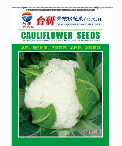 臺(tái)研青梗松花菜65天