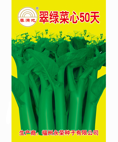翠綠菜心50天
