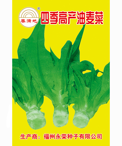 四季高產(chǎn)油麥菜