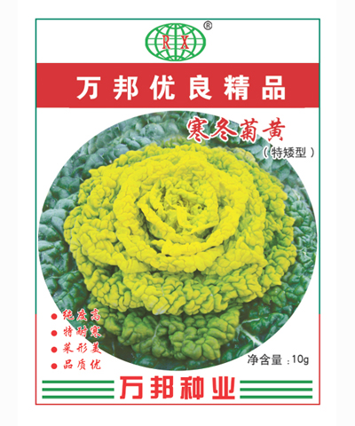 寒冬菊黃