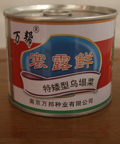 寒露鮮特矮型烏塌菜