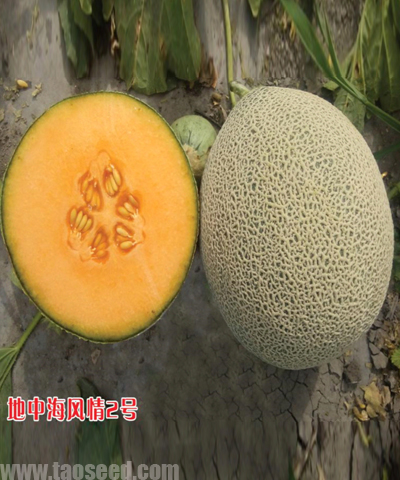 地中海風(fēng)情二號