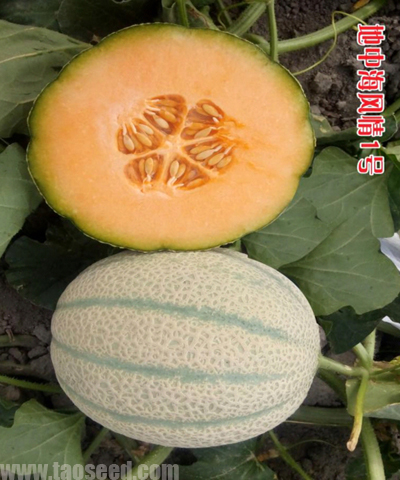 地中海風(fēng)情1號