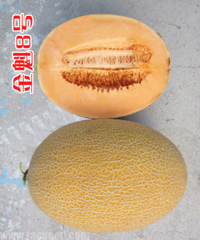 金魁八號