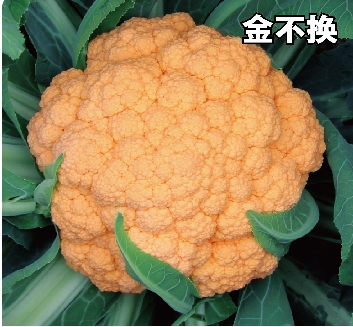 金不換