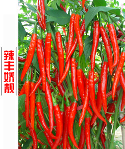 辣豐嬌靚