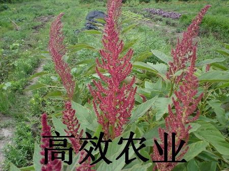 保健蔬菜種子 雪櫻子種子  