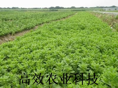 救心菜集觀賞、藥用種苗,費菜種苗