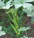 補腎菜種子 黃秋葵種子 保健藥用特菜種子 