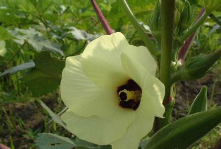 高效菜芙蓉種子 保健蔬菜種子