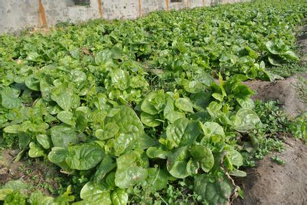高效農(nóng)業(yè)袋裝 保健蔬菜種子 木耳菜種子