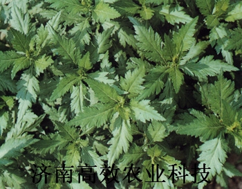 菊花腦種子 種苗 保健蔬菜種子