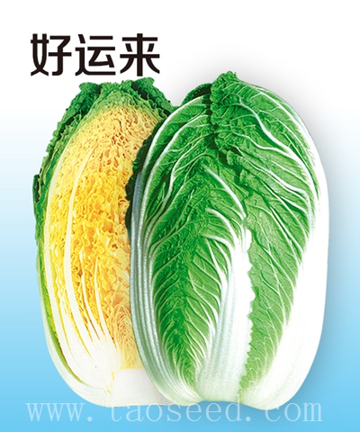 好運來