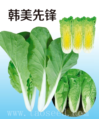 韓美先鋒