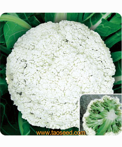清豐70花椰菜