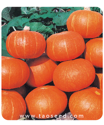 紅板栗南瓜