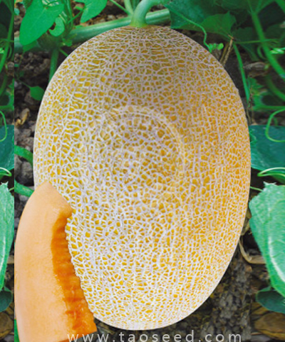 金華蜜