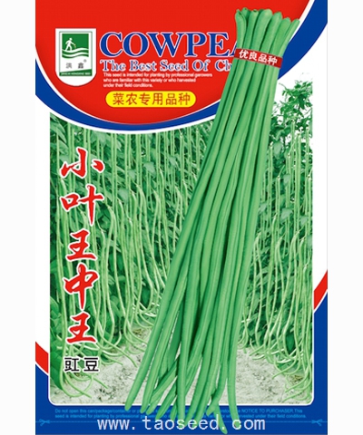 小葉王中王
