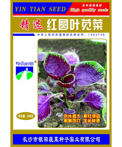 精選紅圓葉莧菜