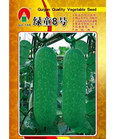 綠童8號(hào)節(jié)瓜