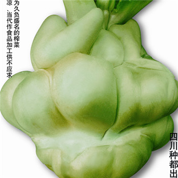 種都榨菜