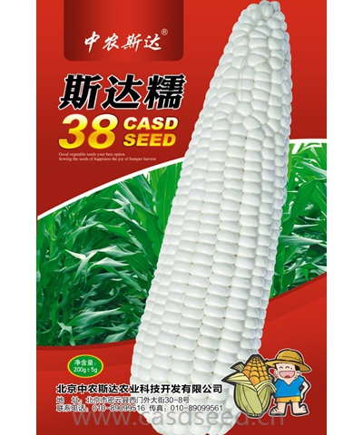 斯達糯38