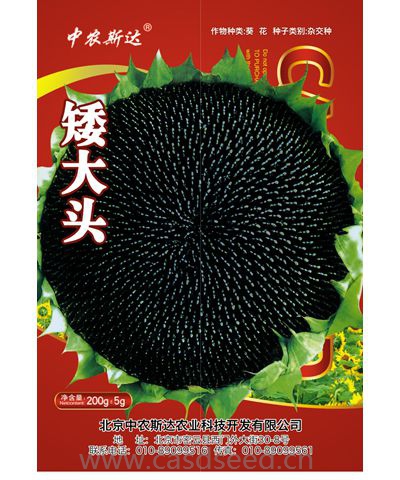 矮大頭