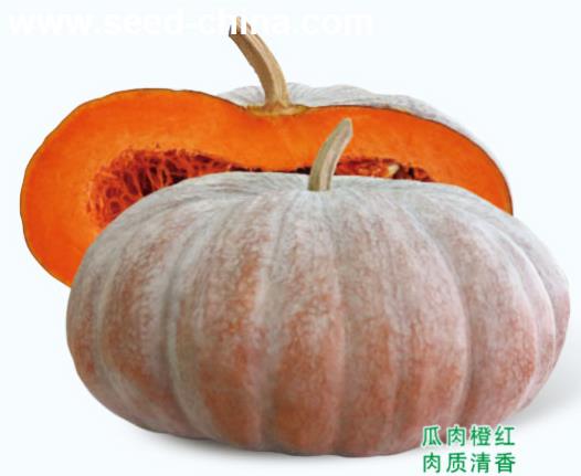 磨盤南瓜