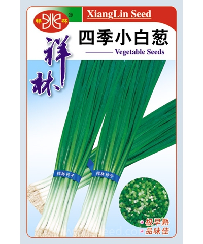四季小白蔥