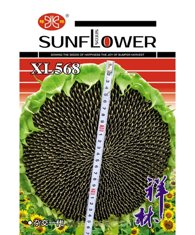 XL568