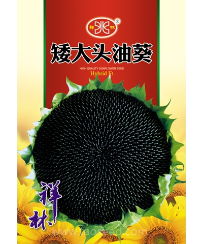 矮大頭油葵