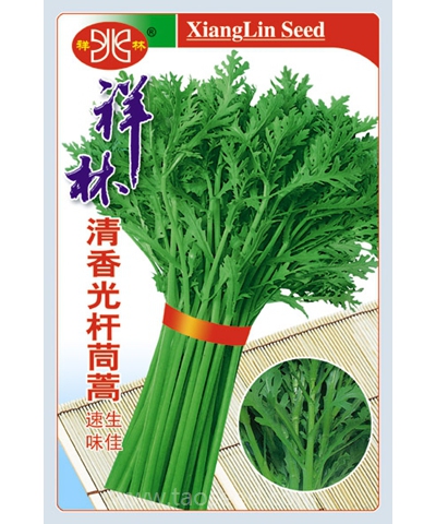 清香光桿茼蒿