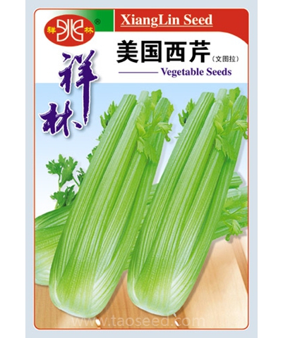 美國西芹