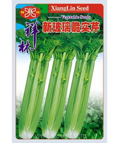 新玻璃脆實(shí)芹