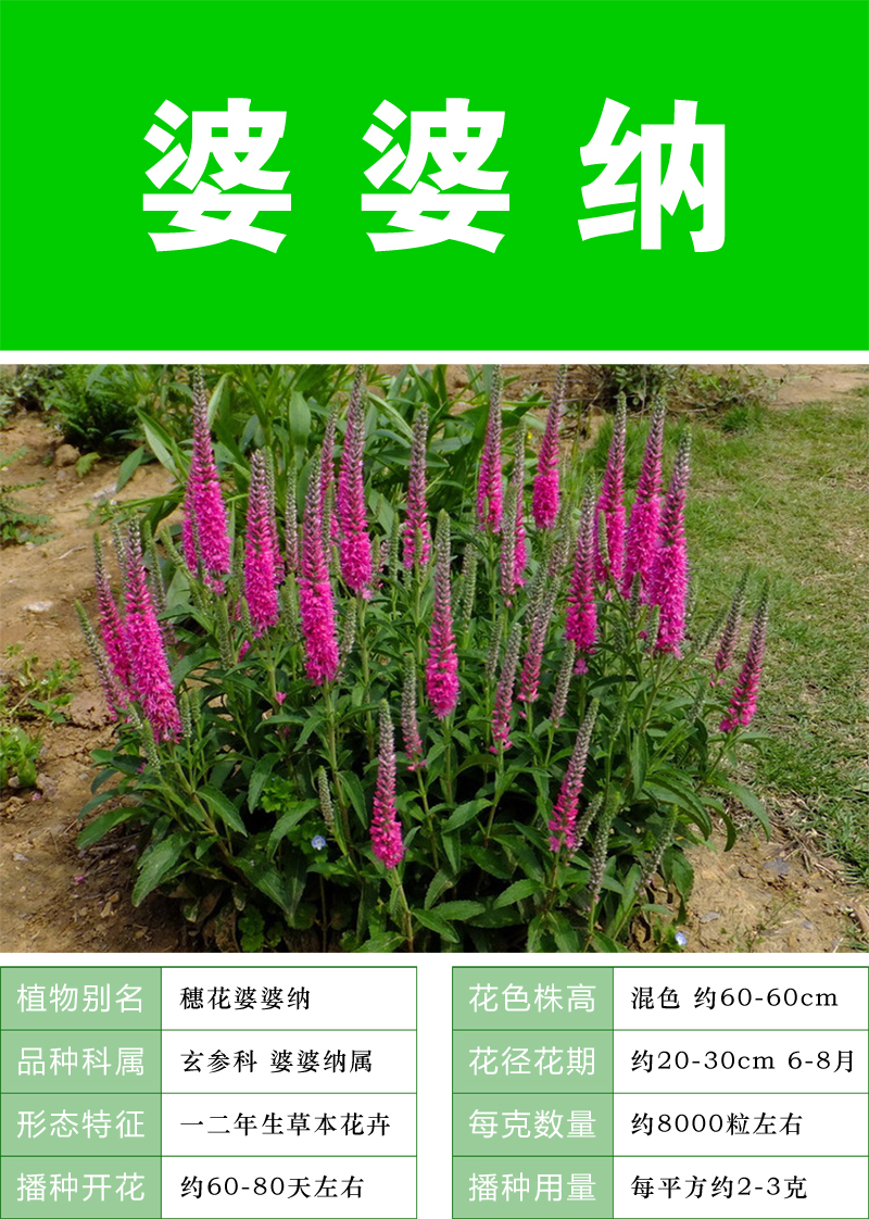 婆婆納種子大量銷售