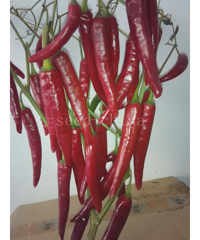 新紅塔二號