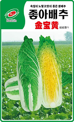 金寶黃娃娃菜