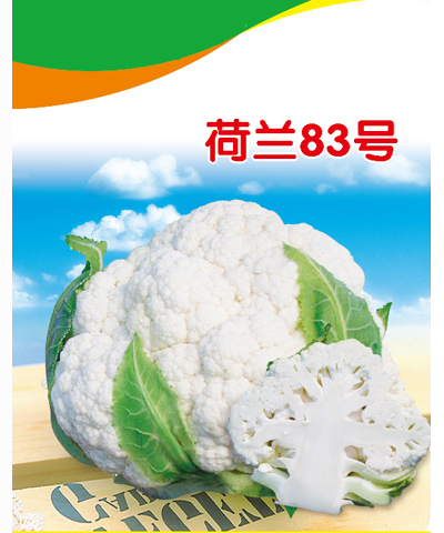 荷蘭三號