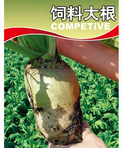 飼料大根