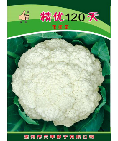 精優(yōu)120天花椰菜   首指牌