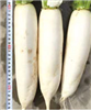 高麗雪姬1號白蘿卜