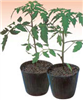 綠色18號番茄專用砧木