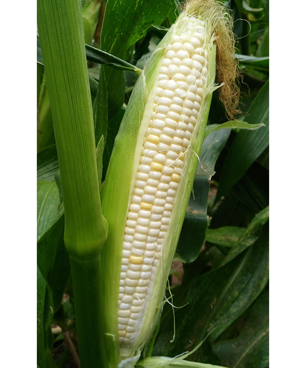 新甜玉18號(hào)
