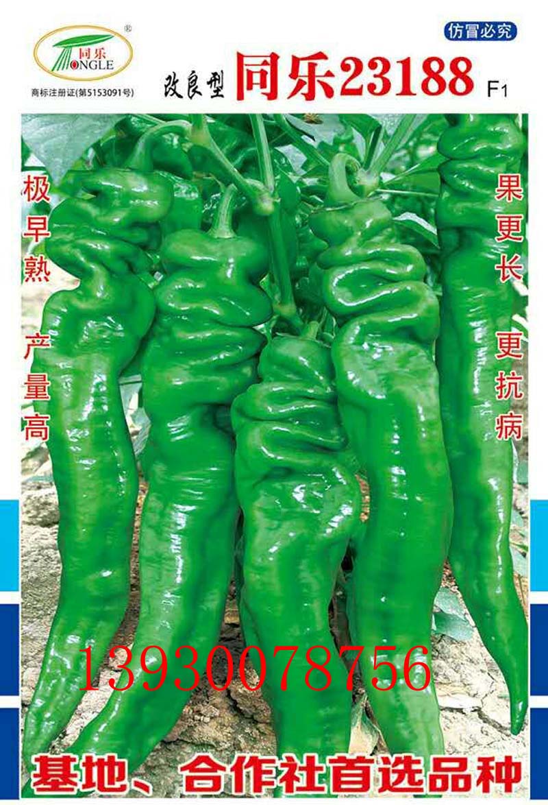 高產(chǎn)螺絲椒——同樂23188