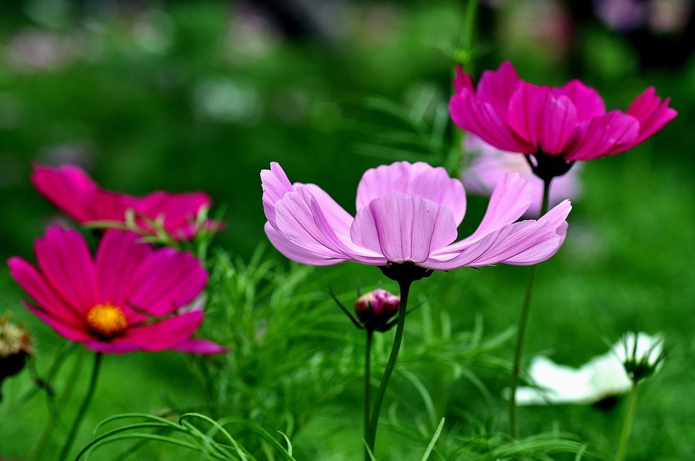 草花種子，波斯菊種子，格?；ǚN子，百日草種子