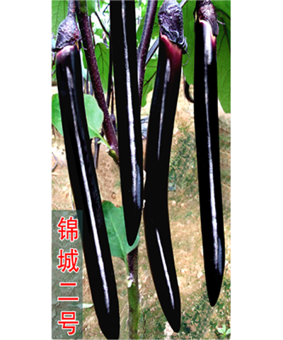 錦城二號(hào)
