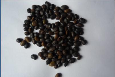 大量批發(fā)國槐種子.一級國槐種子.黃花槐種子.支持貨到付款