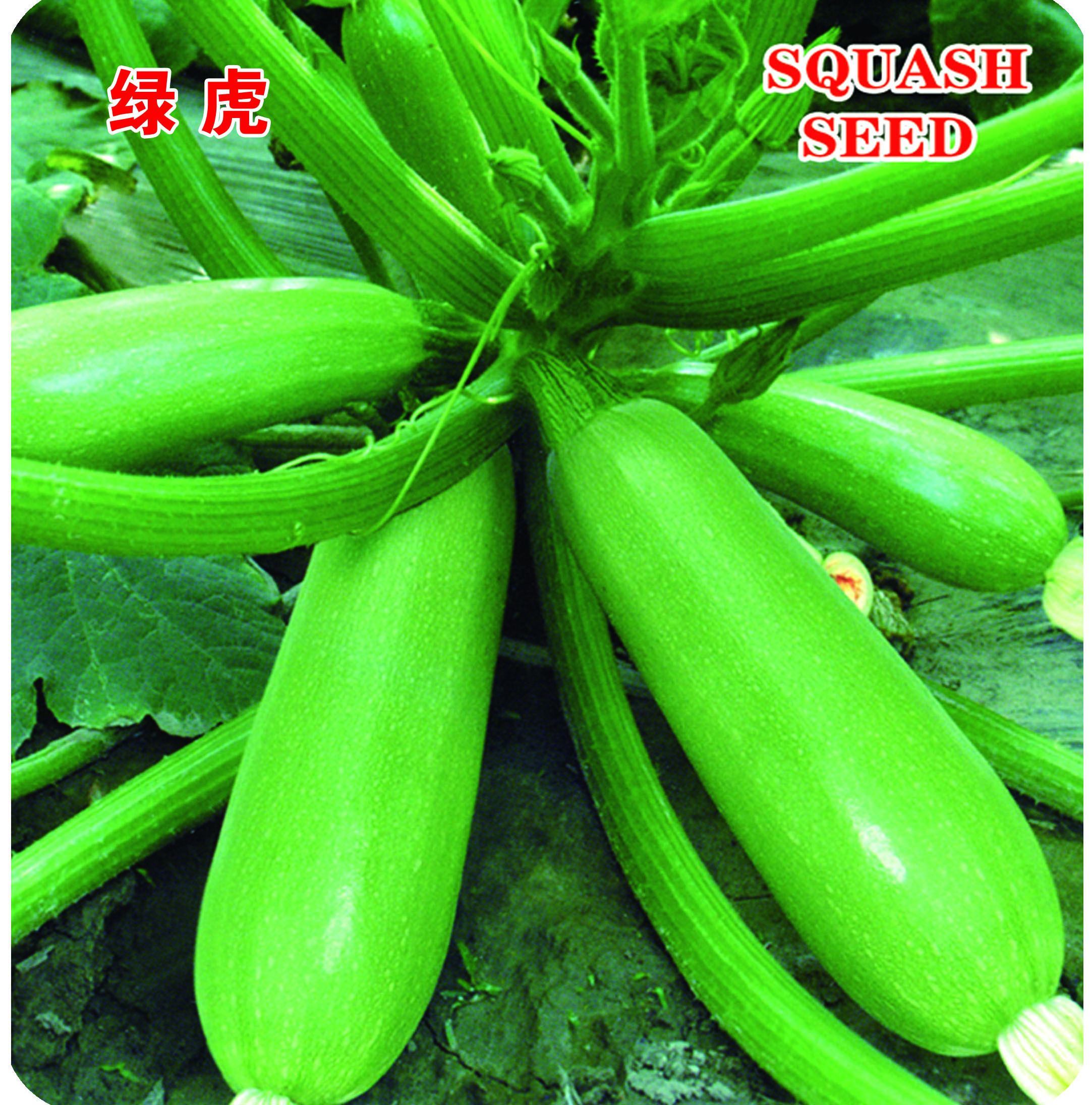 中創(chuàng)－綠虎
